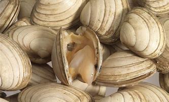 clam up